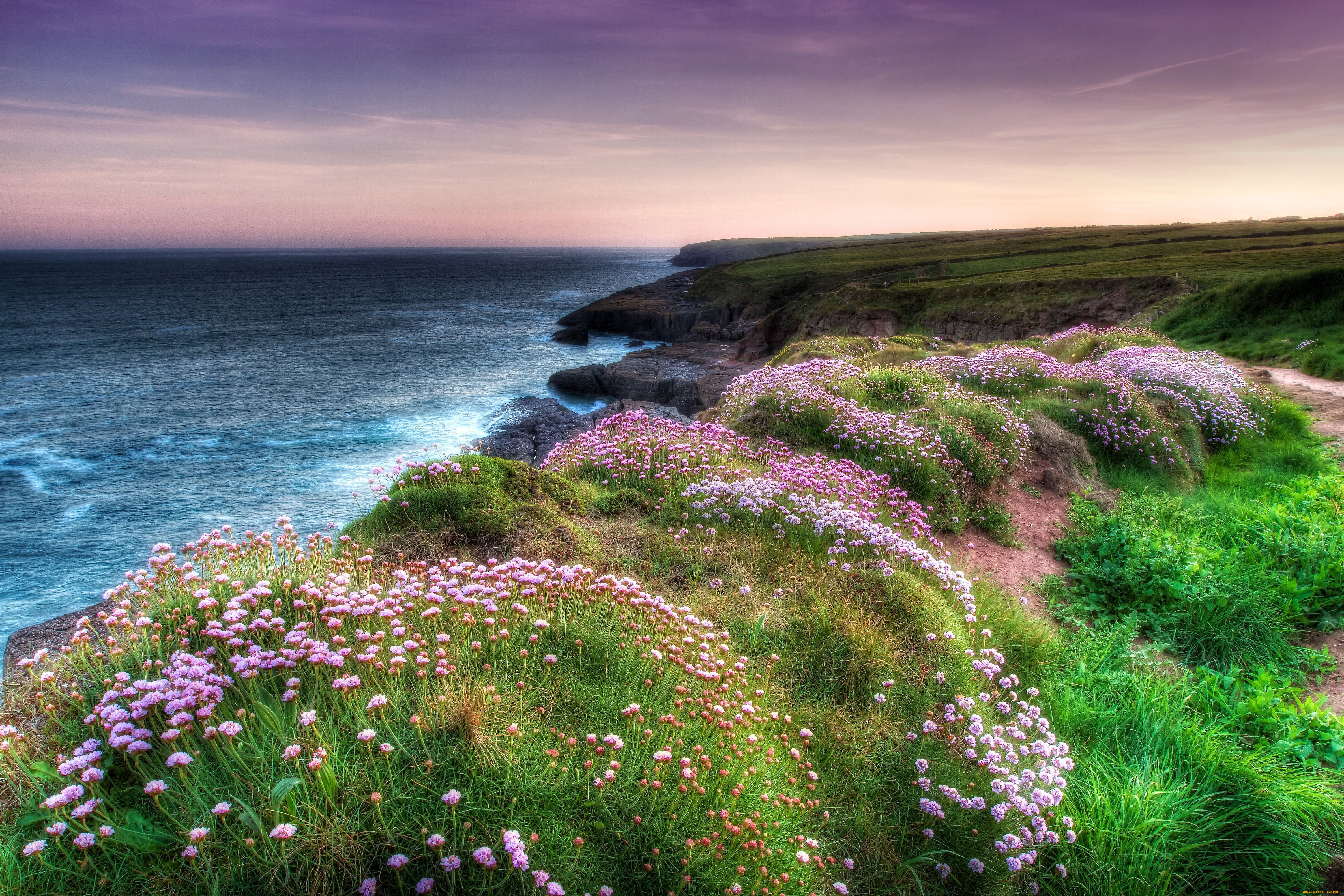 Flower nature. Побережье Ирландии дюны. Природа. Красивые морские пейзажи. Спокойный пейзаж.